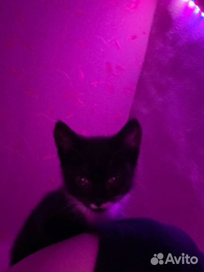 Черный котенок