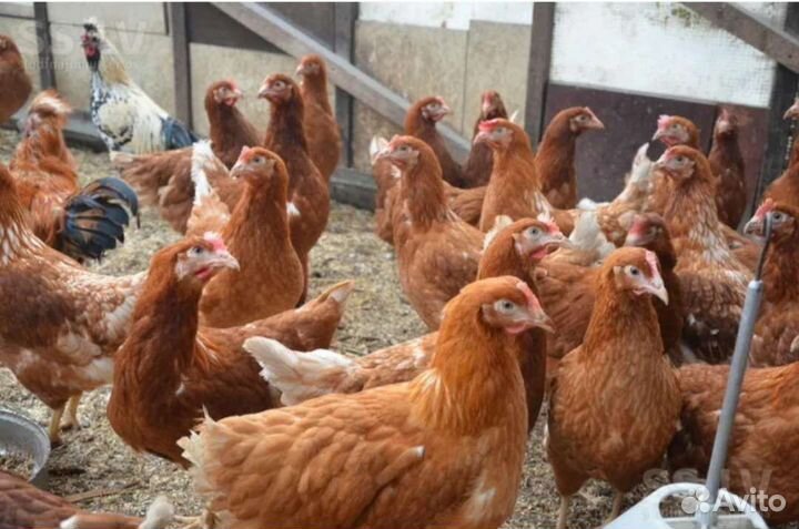 Куры молодки,Утки