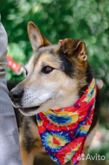 Собака-ласка страдает в приюте