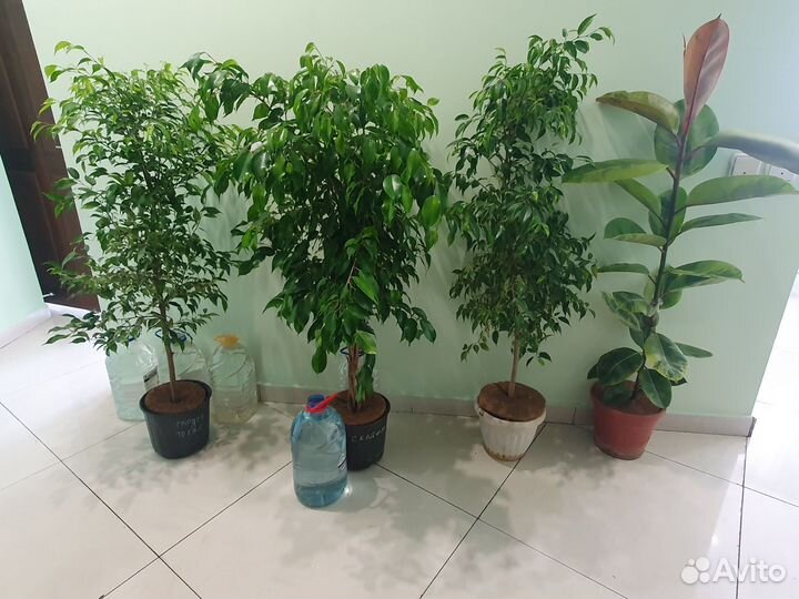 Фикусы крупные много