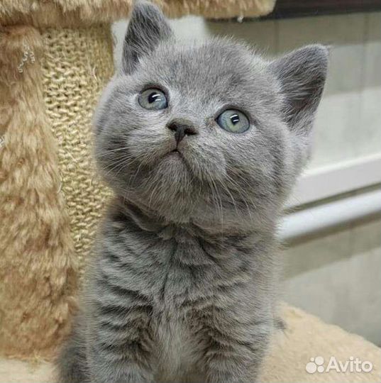 Британские котята