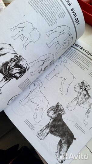 Рисуем животных