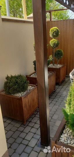 Кашпо для туи