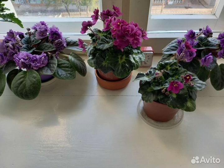 Сортовые фиалки