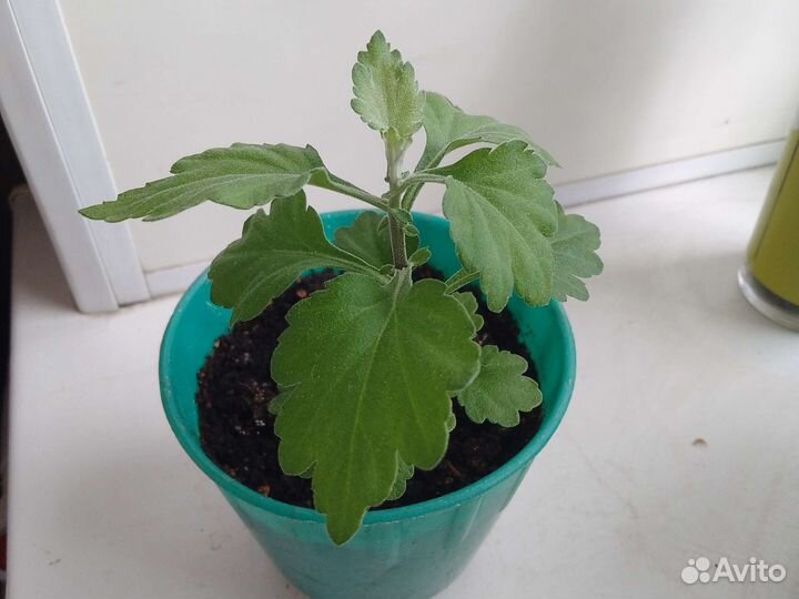 Хризантема кустовая декоративная для дома и сада