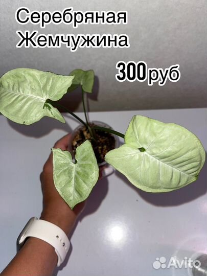 Сингониумы сортовые
