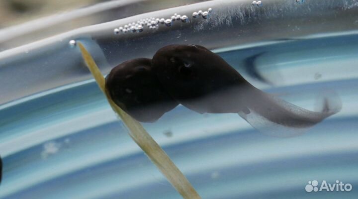 Объектив Olympus 30