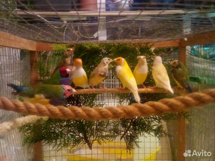 Амадины гульда