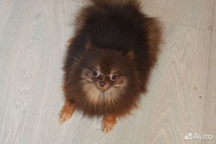 Шпиц -очаровательная куколка в любящие руки