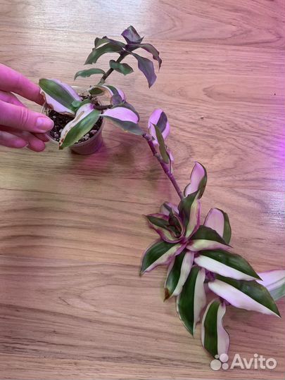 Филодендрон и др