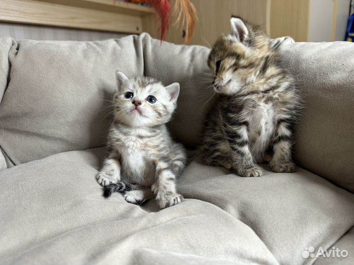 Шотландские котята