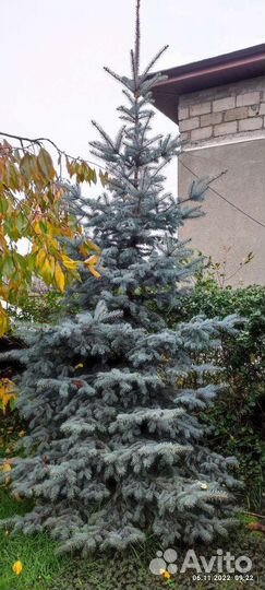 Ель голубая