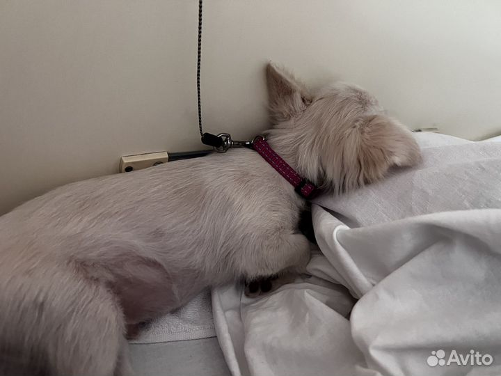 Догситтер, выгульщик собак