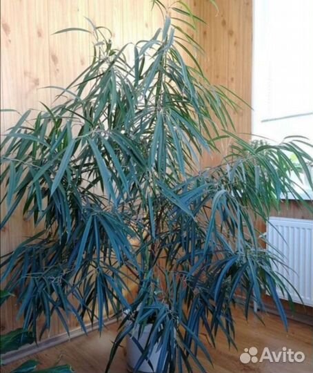 Фикус Али и Бальзамин