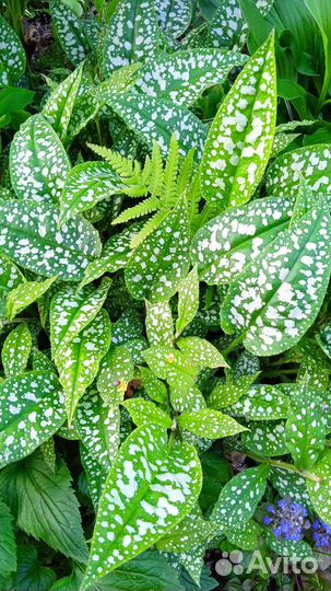 Медуница сахарная