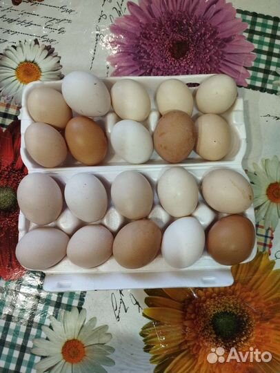 Инкубационное яйцо кур несушек