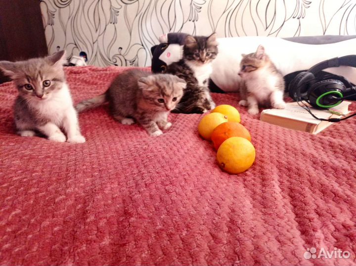 Шотландские котята