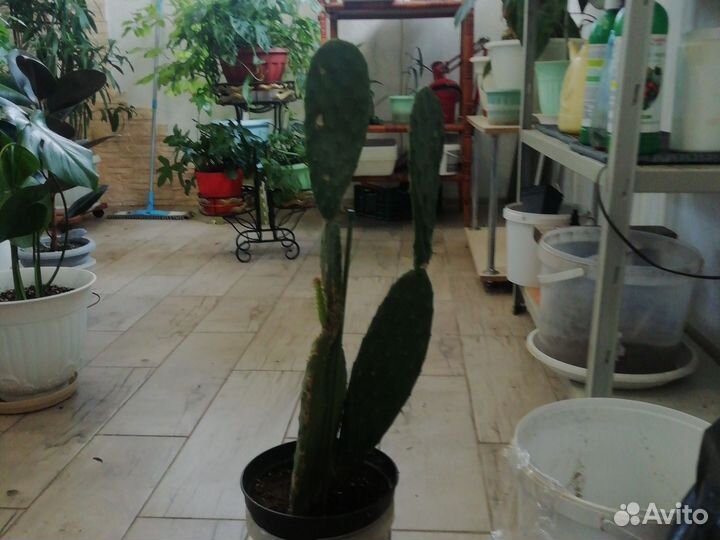 Кактус. Опунция