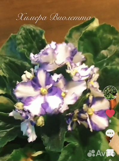 Фиалка «химера виолетта»