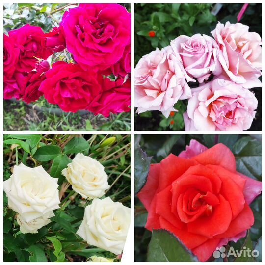 Роза, Гортензия, спирея, лапчатка,ива, жасмин