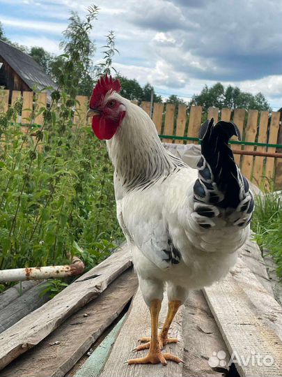 Петух Адлерский серебристый