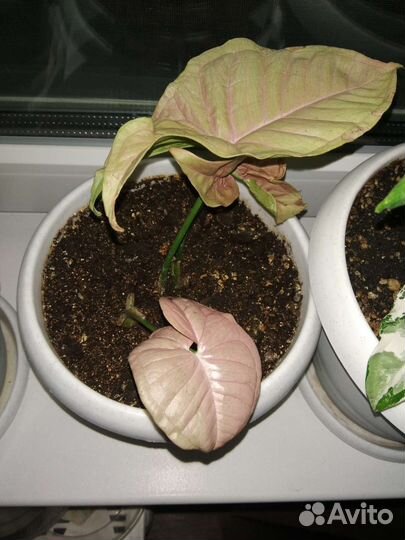 Сингониумы готовые коллекцией