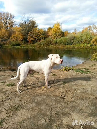 Американский питбультерьер