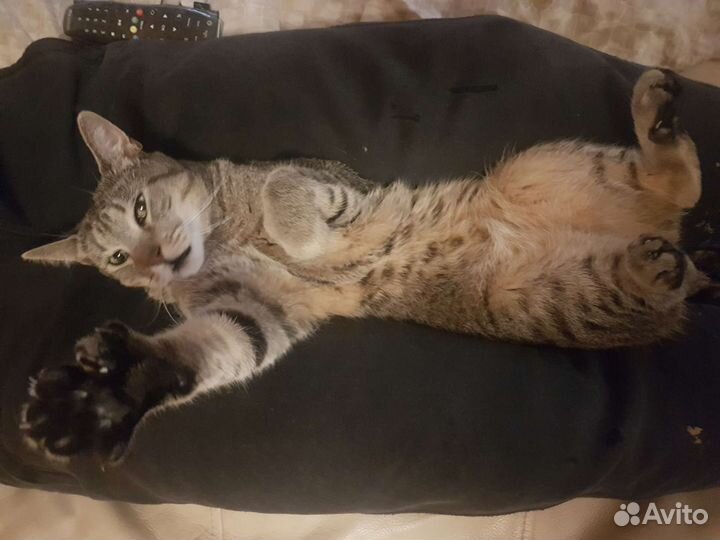 Кошки породистые бесплатно