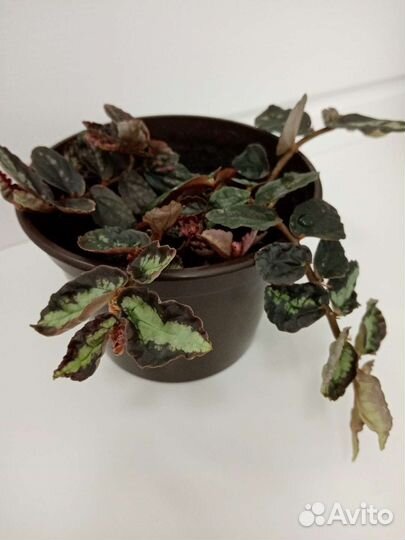 Гинура, Дифенбахии, Пеперомия, Пеллиония