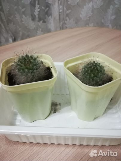 Кактус