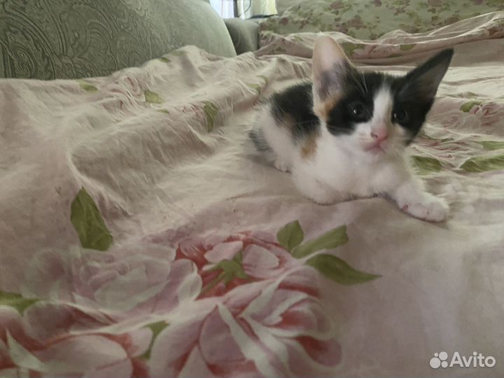 Отдам котенка