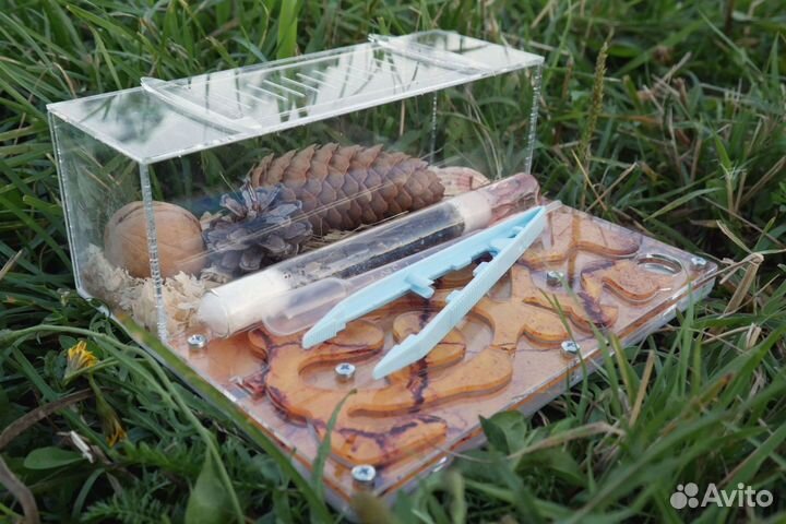 Муравьиная Ферма 