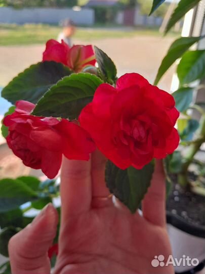 Бальзамины (Ванька мокрый)