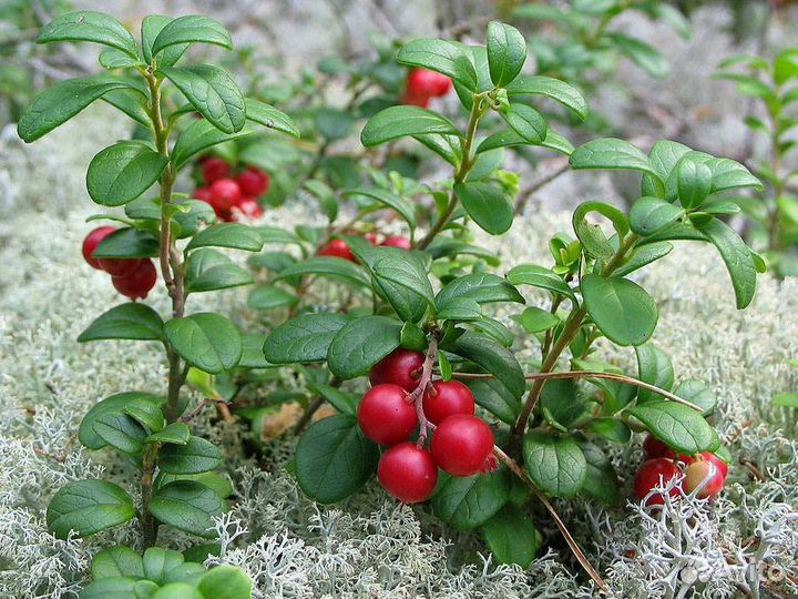 Брусника обыкновенная саженцы