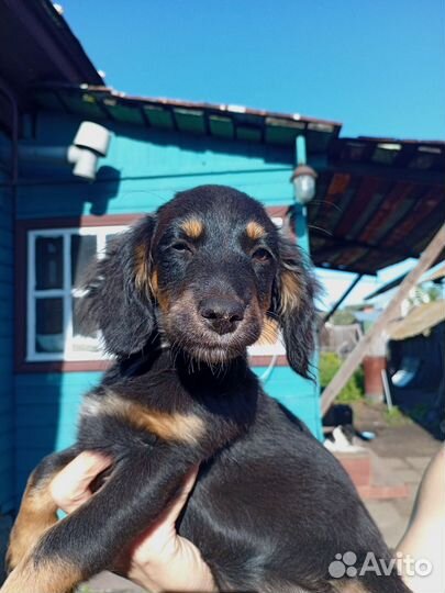 Отдам щенков