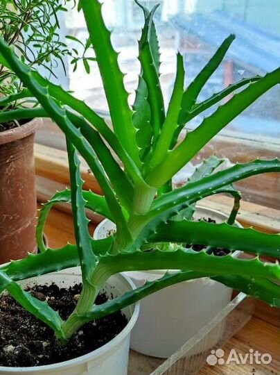 Алоэ древовидное лечебное