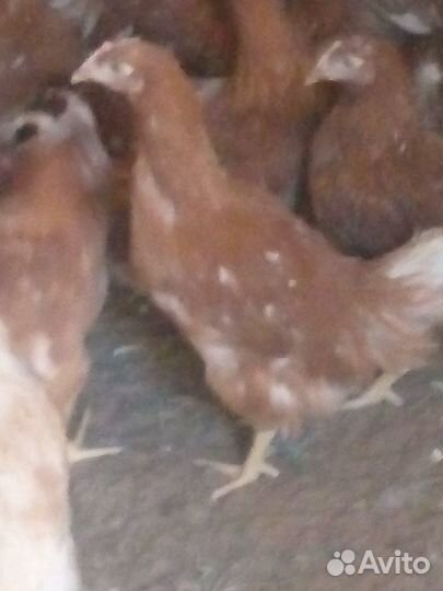 Куры молодки