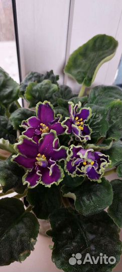 Фиалки сортовые разные