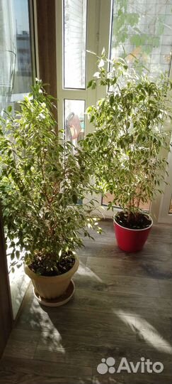 Фикус бенджамина пестролистный