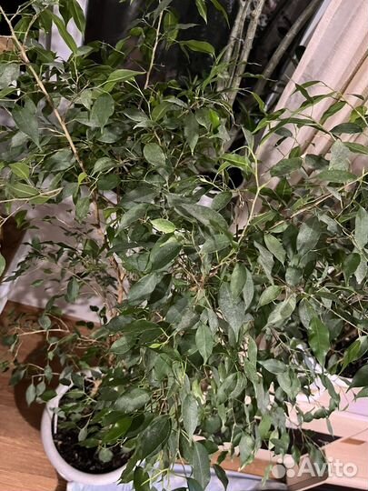 Фикус бенджамина большой