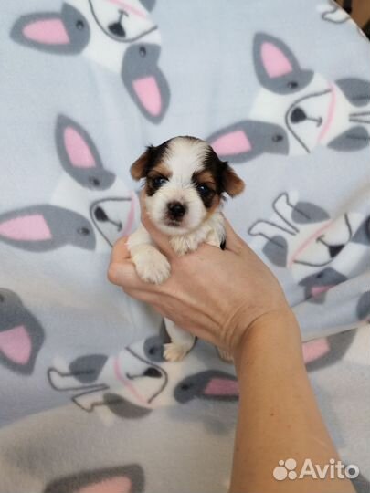 Щенки бивер йорка