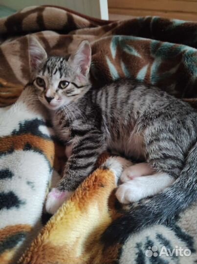 Котёнок Мальчик Бесплатно