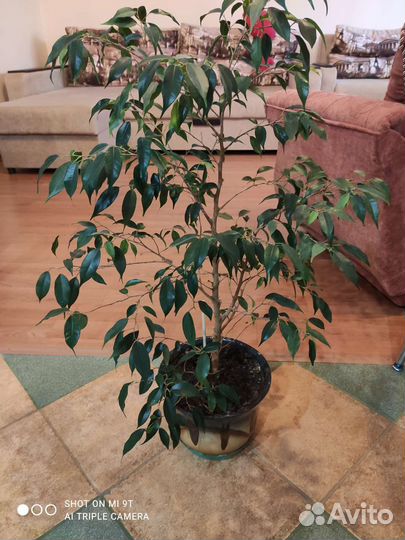 Бенджамина