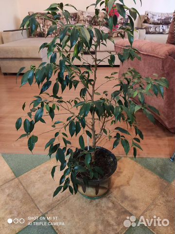 Бенджамина