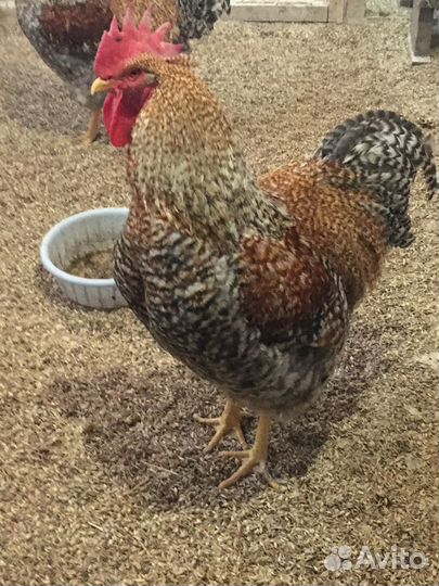 Инкубационное яйцо кур