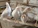 Цыплята-петухи порода Ломан-Браун
