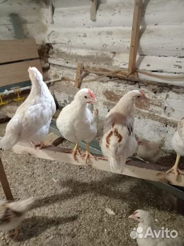Цыплята-петухи порода Ломан-Браун