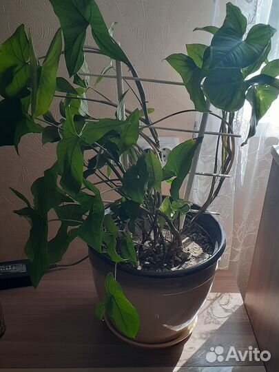 Комнатные цветы