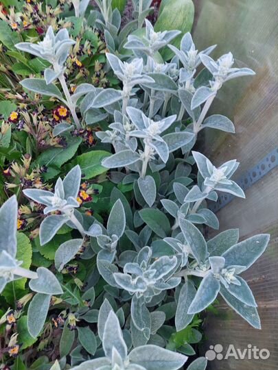 Садовые многолетники