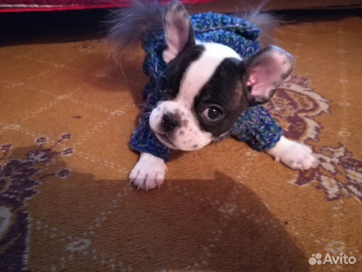 Комбинезон на собачку